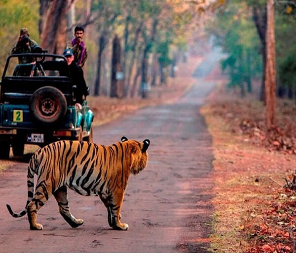 Jim Corbett Tour Package